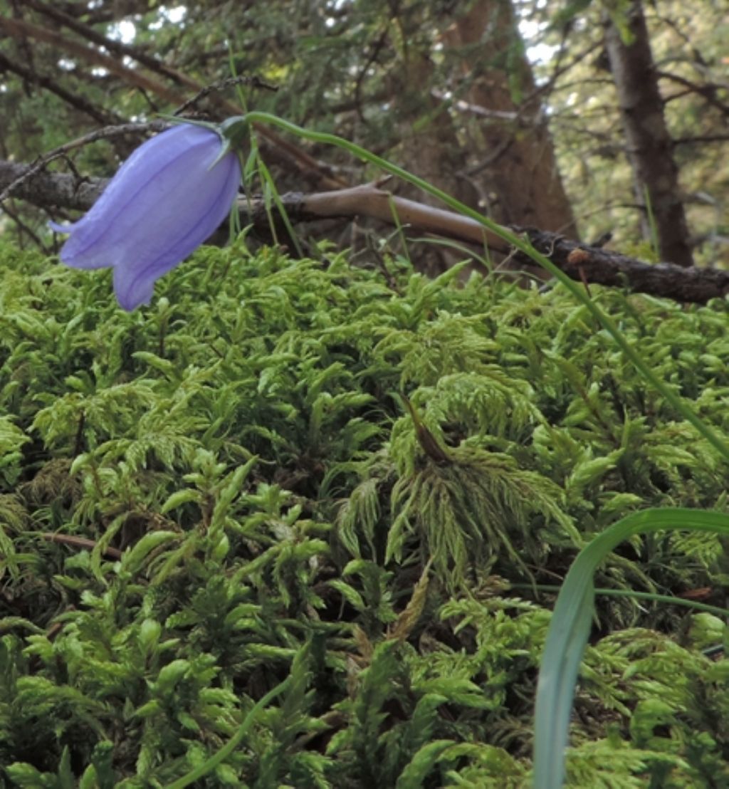 Piccola campanula:  Campanula cfr.  cespitosa